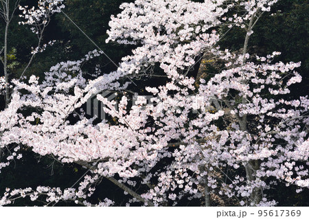 桜山公園の桜 #59 桜山公園の桜 #59 95617369