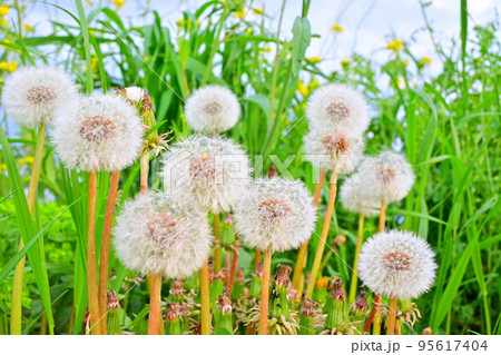 春の陽にタンポポの綿毛が光る散歩道 95617404