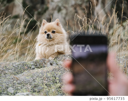 Unfocused hand of a dog owner taking a photo with mobile phone of cute spitz sitting on the stones in the mountains. 95617735