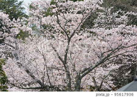 桜山公園の桜 #64 桜山公園の桜 #64 95617936