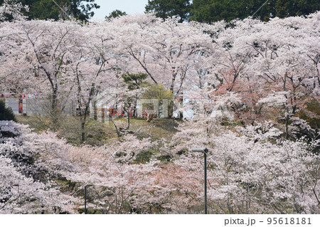 桜山公園の桜 #71 桜山公園の桜 #71 95618181