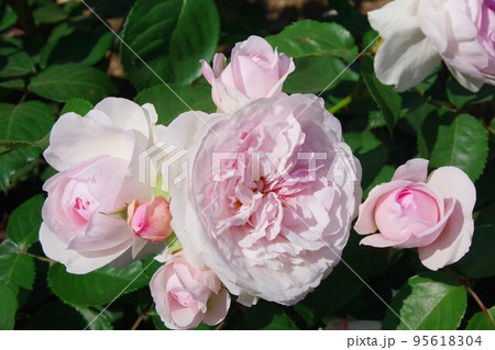 オリビアローズオースチン 95618304