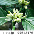 Coffee tree blossom  95618476