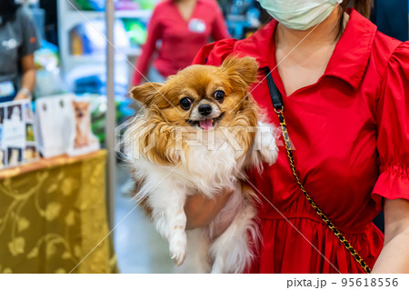 Dog in hand 95618556