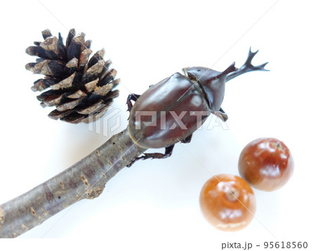 カブトムシ 夏休み 子供 カブトムシ 夏休み 子供 95618560