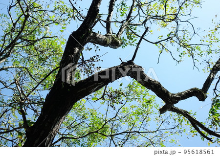 栴檀 アミノキ センダンの花 95618561