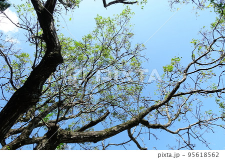 栴檀 アミノキ センダンの花 95618562