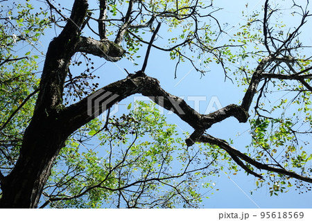 栴檀 アミノキ センダンの花 95618569