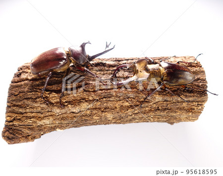カブトムシ　ミヤマクワガタ　クワガタムシ　夏休み　子供 95618595