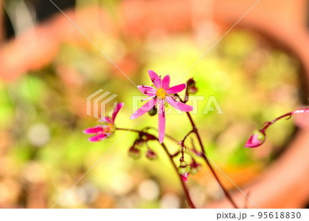 ダイモンジソウは5弁花なのに、7弁のピンクの花 95618830