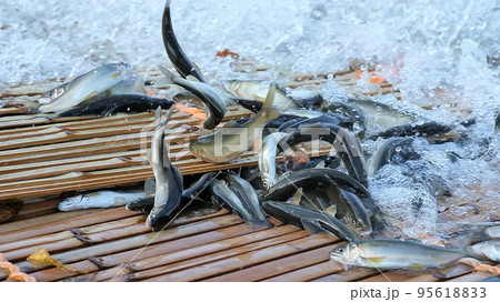 柳場で躍動する落鮎 柳場で躍動する落鮎 95618833