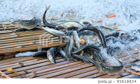 柳場で躍動する落鮎 柳場で躍動する落鮎 95618834