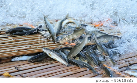 柳場で躍動する落鮎 柳場で躍動する落鮎 95618835