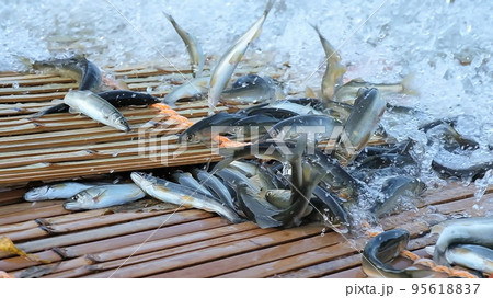 柳場で躍動する落鮎 柳場で躍動する落鮎 95618837