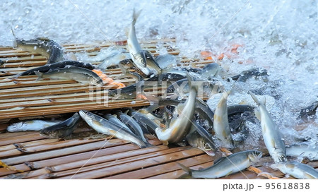 柳場で躍動する落鮎 柳場で躍動する落鮎 95618838