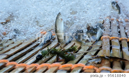 柳場で躍動する落鮎 95618840