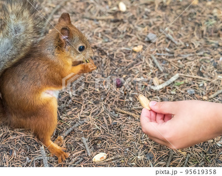 A squirrel in the spring or autumn eats nuts from a human hand. Eurasian red squirrel, Sciurus vulgaris A squirrel in the spring or autumn eats nuts from a human hand. Eurasian red squirrel, Sciurus vulgaris 95619358
