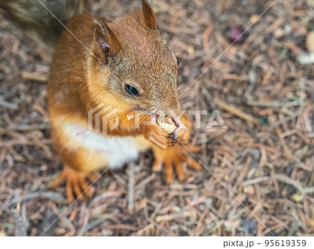 Squirrel in autumn or spring with nut on the green grass with fallen yellow leaves 95619359