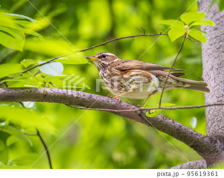 Wood bird Redwing, Turdus iliacus, sits on tree branch 95619361