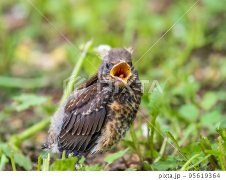 A fieldfare chick, Turdus pilaris, has left the nest and sitting on the spring lawn. A fieldfare chick sits on the ground and waits for food from its parents. 95619364