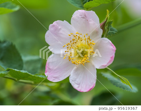 Flowering rosehip bush on a sunny summer day, close-up. Delicately white flowers on a branch of rose hips. Flowering rosehip bush on a sunny summer day, close-up. Delicately white flowers on a branch of rose hips. 95619367