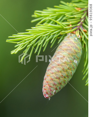 Young spruce cone with cured resin on a sunny morning in the forest. Copy space. Vertical image. 95619368