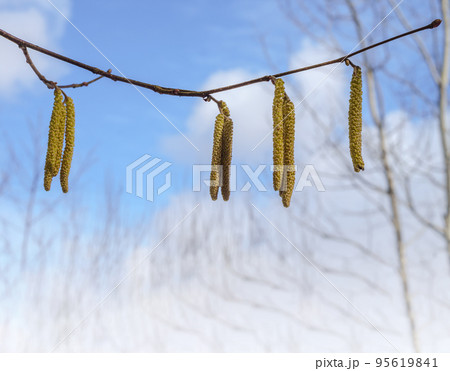 Spring catkin against the blue sky. Trees in bloom in spring. Earrings on a tree. Spring catkin against the blue sky. Trees in bloom in spring. Earrings on a tree. 95619841