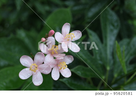 Light pink flowers and droplets on petal of Cotton Leaved blooming. 95620581