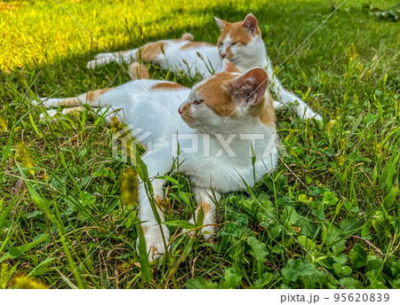 猫の兄妹~チビとミニラ 猫の兄妹~チビとミニラ 95620839