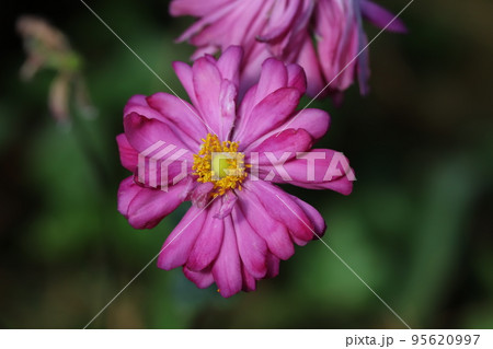 日本の秋の公園に咲くピンク色の八重咲きシュウメイギクの花 95620997