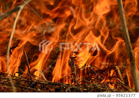 coastal zone of marsh creek, strong smoke from fire of liana overgrowth. Spring fires of dry reeds dangerously approach houses of village by river Cleaning fields of reeds, dry grass. Natural disaster 95621377
