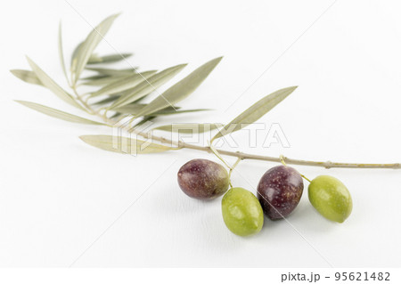 白背景で撮ったオリーブの実と枝 95621482