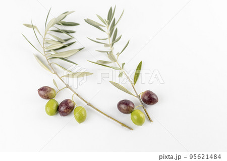 白背景で撮ったオリーブの実と枝 95621484