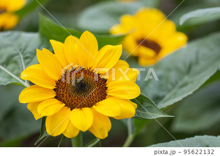 Close-up of sunflower in the wind in sunflowers field Close-up of sunflower in the wind in sunflowers field 95622132