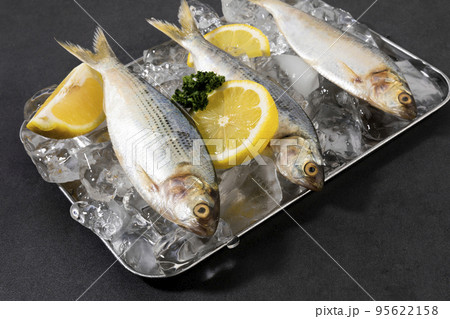 ice and gizzard shad fish ice and gizzard shad fish 95622158