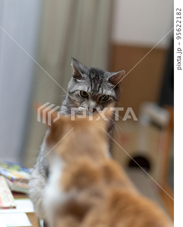 にらみ合う二匹の猫 95622182