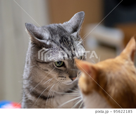 にらみ合う二匹の猫 95622185