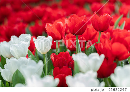Tulip flowers fresh spring in tulip field Tulip flowers fresh spring in tulip field 95622247