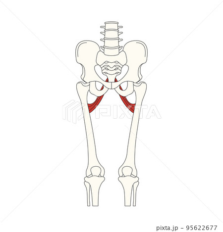 human anatomy drawing_adductor muscle 95622677