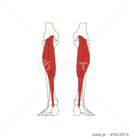 human anatomy drawing_gastrocnemius muscle 95622679