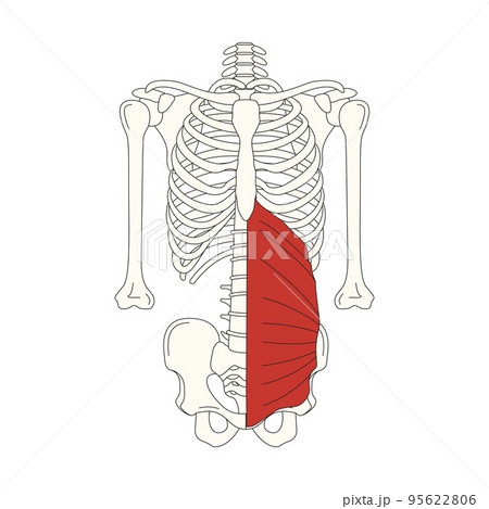 human anatomy drawing_internal oblique abdominis 95622806