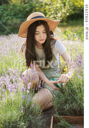 Young woman cutting bunches of lavender Young woman cutting bunches of lavender 95622916