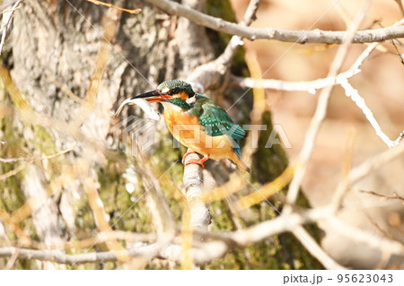 カワセミ　野鳥　翡翠　鳥 95623043