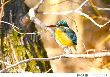 カワセミ　野鳥　翡翠　鳥 95623061