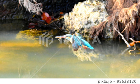 カワセミ 野鳥 翡翠 鳥 カワセミ 野鳥 翡翠 鳥 95623120