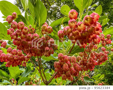 鈴なりの可愛い更紗灯台の花 鈴なりの可愛い更紗灯台の花 95623384