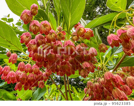 鈴なりの可愛い更紗灯台の花 鈴なりの可愛い更紗灯台の花 95623385