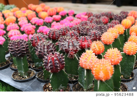 Gymnocalycium cactus are in nursery plate. Gymnocalycium cactus are in nursery plate. 95623488