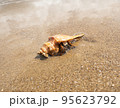 hermit crab on the sand 95623792