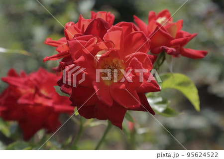 荒尾市 おもやい市民花壇 バラの花、 荒尾市 おもやい市民花壇 バラの花、 95624522